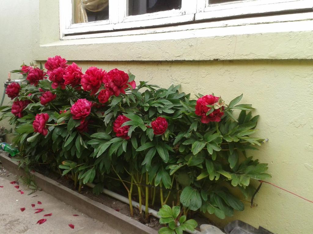 Hostal Chiloe Hostel 푼타아레나스 외부 사진